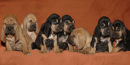 l-r  Bagr, Bajecny, Baracnik, Basnicky, Babocka, Barvicka a Barbucha.